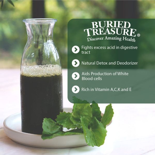 Buried Treasure Liquid Chlorophyll - Image 5